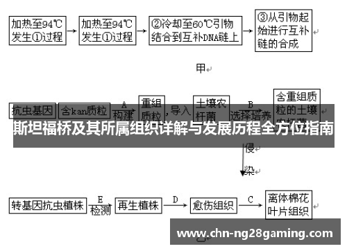 斯坦福桥及其所属组织详解与发展历程全方位指南